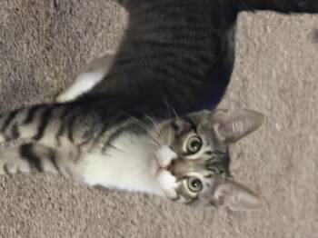 Noah -  Domestic Short Hair Cat for Adoption in Homer Glen, Illinois - Noah | PetCurious