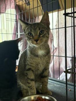 Pink Lady -  Domestic Short Hair Cat for Adoption in Raleigh, North Carolina - Pink Lady | PetCurious