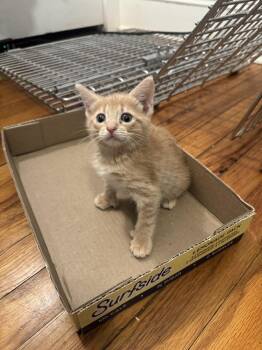 Nolan -  Domestic Short Hair and Extra Toes Cat Hemingway Polydactyl Cat for Adoption in Emerald Isle, North Carolina - Nolan | PetCurious
