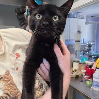 Spartan -  Domestic Short Hair Cat for Adoption in Warwick, Rhode Island - Spartan | PetCurious
