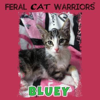Domestic Short Hair Cats Available for Adoption in Kingman, Arizona - Bluey | PetCurious