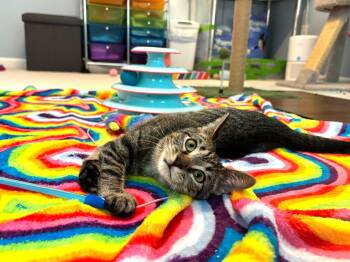 Mimosa -  Tabby Cat for Adoption in Lawrenceville, Georgia - Mimosa | PetCurious