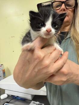 Domestic Short Hair Cats Available for Adoption in Meriden, Connecticut - Europe | PetCurious