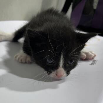 Domestic Short Hair Cats Available for Adoption in Tampa, Florida - Dior | PetCurious