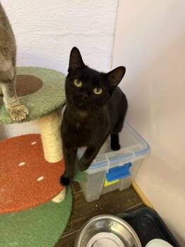Lotus -  Domestic Short Hair Cat for Adoption in West Mifflin, Pennsylvania - Lotus | PetCurious