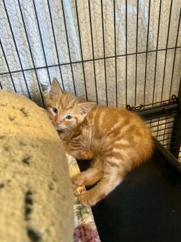 Leonard -  Domestic Short Hair Cat Available for Adoption in Kimberlin Heights, Tennessee - Leonard | PetCurious