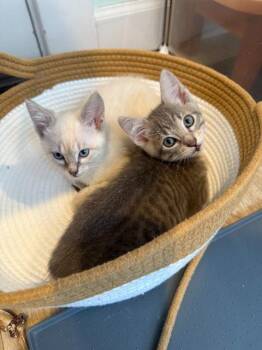 Domestic Short Hair Cats Available for Adoption in Seattle, Washington - Tornado (and Blizzard) | PetCurious