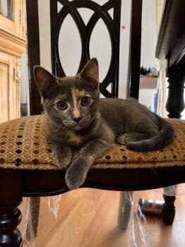 Luna -  Tortoiseshell Cat for Adoption in Lawrenceville, Georgia - Luna | PetCurious