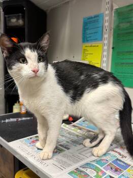 26-1206C -  Domestic Short Hair Cat for Adoption in Sorrento, Louisiana - 26-1206C | PetCurious