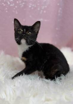 Veronica -  Domestic Short Hair Cat for Adoption in Clarkesville, Georgia - Veronica | PetCurious
