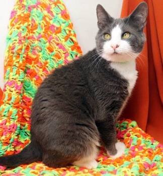 Chili -  Domestic Short Hair Cat for Adoption in Largo, Florida - Chili | PetCurious