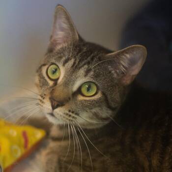 Domestic Short Hair Cats Available for Adoption in Cumming, Georgia - MacMurray | PetCurious