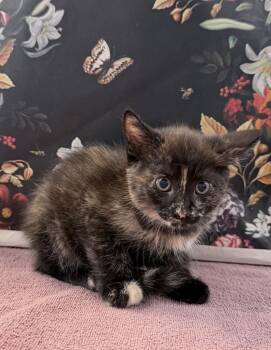 Turtwig -  Domestic Short Hair Cat for Adoption in Raleigh, North Carolina - Turtwig | PetCurious