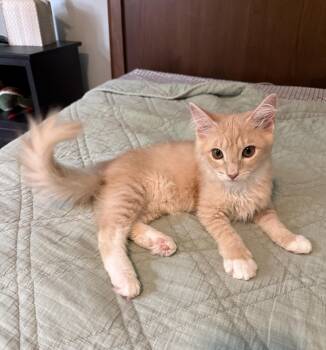Skid Steer -  Domestic Short Hair Cat for Adoption in Richmond, Virginia - Skid Steer | PetCurious