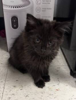 Tuscon -  Domestic Short Hair Cat for Adoption in North Arlington, New Jersey - Tuscon | PetCurious