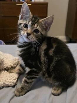 Till -  Domestic Short Hair Cat for Adoption in Dublin, Ohio - Till | PetCurious