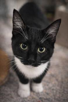 Domestic Short Hair Cats Available for Adoption - Stephanie A/K/A: Stevi | PetCurious
