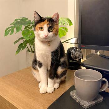 Linda II -  Domestic Short Hair Cat for Adoption in Houston, Texas - Linda II | PetCurious