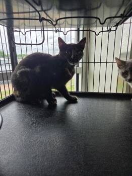 Domestic Short Hair Cats Available for Adoption in Bossier City, Louisiana - Dandelion | PetCurious