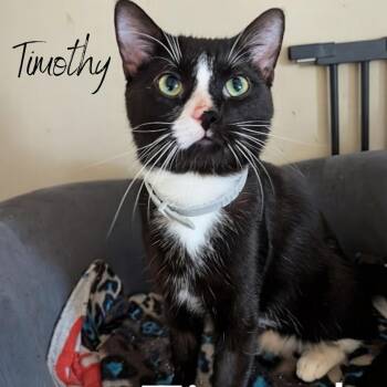Rescue Domestic Short Hair Cats for Adoption in Janesville, Wisconsin - Timothy | PetCurious