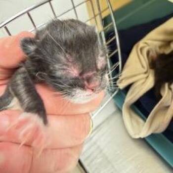 Domestic Short Hair Cats Available for Adoption in South Elgin, Illinois - Hestia | PetCurious