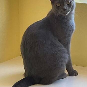 Ivy -  Domestic Short Hair Cat for Adoption in Hemet, California - Ivy | PetCurious