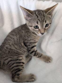 Thumbelino -  Domestic Short Hair Cat for Adoption in Lake Orion, Michigan - Thumbelino | PetCurious