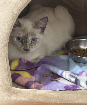 Rescue Siamese Cats for Adoption in Chapel Hill, North Carolina - Sasha | PetCurious