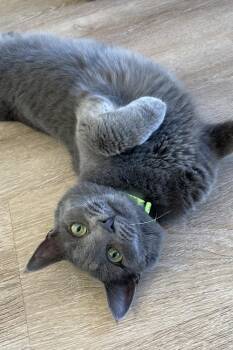 Domestic Short Hair Cats Available for Adoption in New Woodstock, New York - Willow | PetCurious