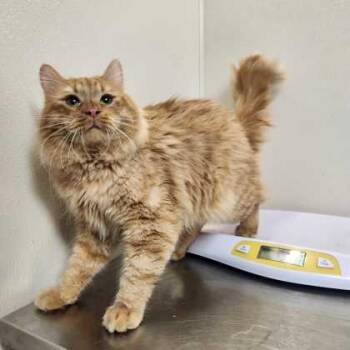 Domestic Long Hair and Domestic Short Hair Cats Available for Adoption - Gucci Mane | PetCurious