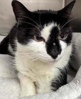 Frankie -  Domestic Short Hair Cat for Adoption in Kenai, Alaska - Frankie | PetCurious