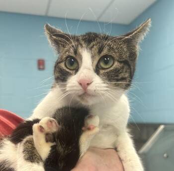 Domestic Short Hair Cats Available for Adoption - Stella | PetCurious