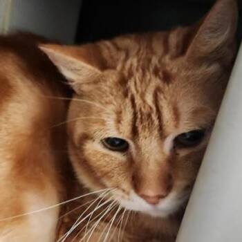 Domestic Short Hair Cats Available for Adoption in Phoenixville, Pennsylvania - Chip | PetCurious