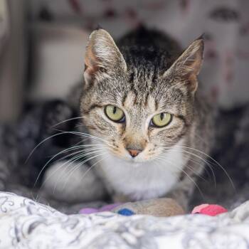 Domestic Short Hair Cats Available for Adoption - Lacey | PetCurious