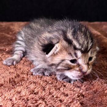 Domestic Medium Hair Cats Available for Adoption in Long Beach, California - Dumbo | PetCurious