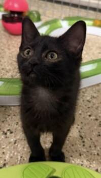Biscotti Delights -  Domestic Short Hair Cat for Adoption in Chandler, Arizona - Biscotti Delights | PetCurious