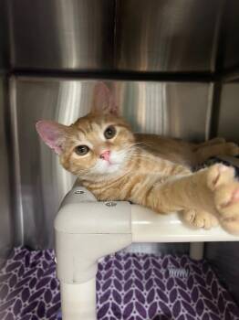 Domestic Short Hair Cats Available for Adoption in Chico, California - Dot | PetCurious