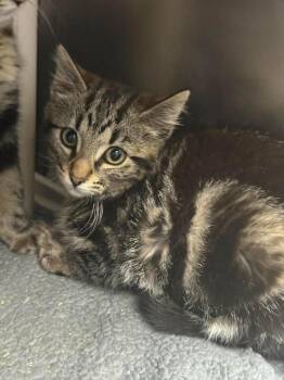 Domestic Short Hair Cats Available for Adoption in Detroit, Michigan - Red Wing | PetCurious