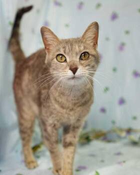 Domestic Short Hair Cats Available for Adoption in Wheaton, Illinois - Cranberry | PetCurious