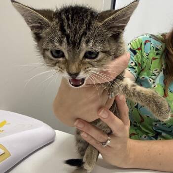Meenie -  Domestic Short Hair Cat for Adoption in Chattanooga, Tennessee - Meenie | PetCurious