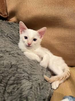 Mark -  Domestic Short Hair Cat for Adoption in Saint Charles, Missouri - Mark | PetCurious