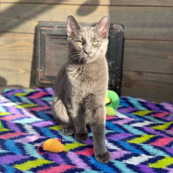 Rescue Domestic Short Hair Cats for Adoption in Evansville, Indiana - Samhain | PetCurious