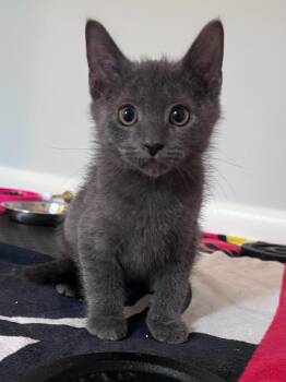 Max bonded with Ruby in foster care -  Domestic Short Hair Cat for Adoption in Ellicott City, Maryland - Max Bonded With Ruby In Foster Care | PetCurious