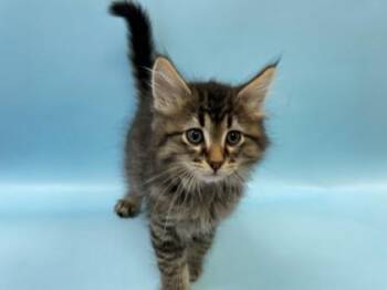 Benoit -  Domestic Short Hair Cat for Adoption in Woodbury, Minnesota - Benoit | PetCurious