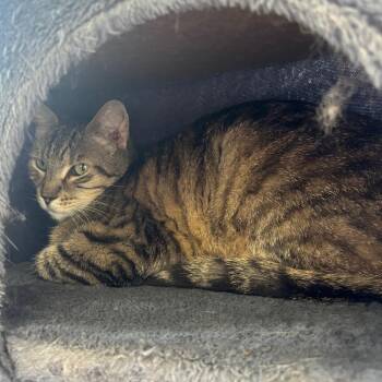 Mateo -  Domestic Short Hair Cat for Adoption in Marshalltown, Iowa - Mateo | PetCurious