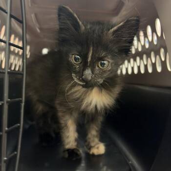 Vivica V1 -  Domestic Short Hair Cat for Adoption in Edinburg, Texas - Vivica V1 | PetCurious