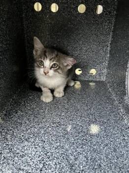 SCOOTER -  Domestic Short Hair Cat for Adoption in Dallas, Texas - SCOOTER | PetCurious