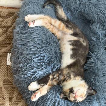 Jinn -  Domestic Short Hair Cat for Adoption in Cumming, Georgia - Jinn | PetCurious