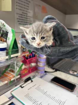 Perriwinkle -  American Shorthair Cat for Adoption in Van Wert, Ohio - Perriwinkle | PetCurious