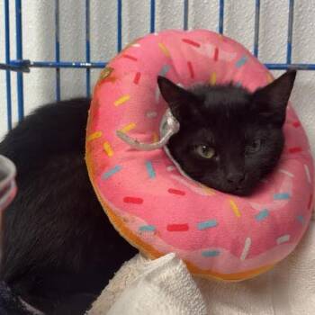 Coraline -  Domestic Short Hair Cat for Adoption in Blairsville, Georgia - Coraline | PetCurious